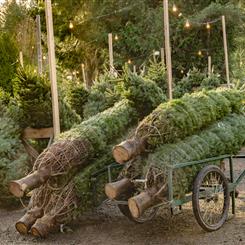 Nordmann Fir Premium Christmas Tree 