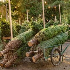 6ft Nordmann Christmas Tree