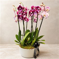 Jewelled Orchid Garden
